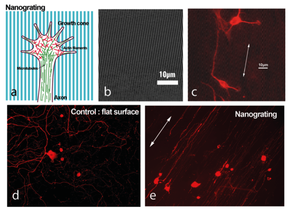 Neuron